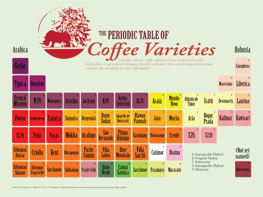 La diferencia entre los tipos de café Arábica y Robusta